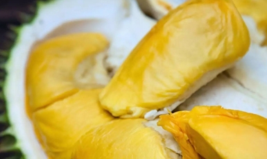 Import durian investment